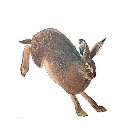 Scheibenauflage NT Hase