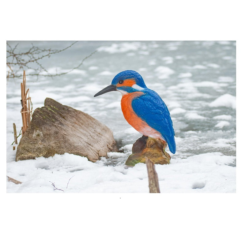 Center Point Eisvogel